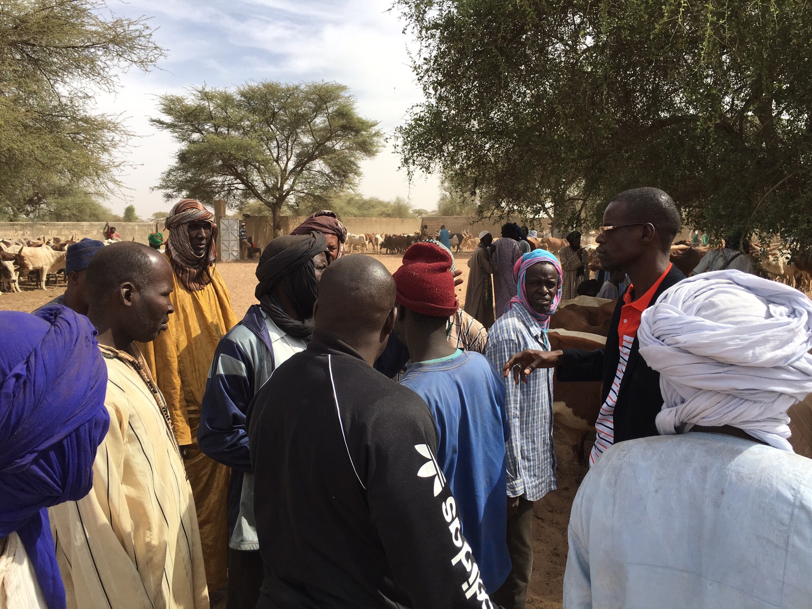 Gamou Tivaoune 2015: L'homme d'affaire Aziz Ndiaye offre des bœufs aux chefs religieux de la ville sainte de Tivaoune.