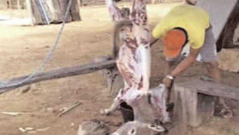 Audition du chevillard Babacar Sarr : "A la Sogas, la viande d'âne est mélangée à celle de bœuf, chèvre et mouton"