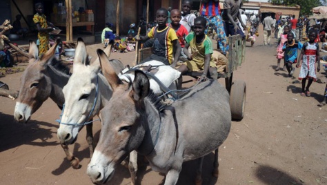 Mali: trafic illégal de viande d’âne en hausse dans le pays