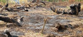 La coupe abusive de bois n’est pas l’apanage de la Casamance Monsieur le Président de la République... - Par Demba Sow