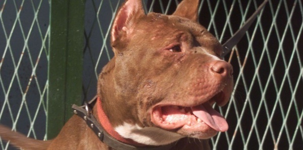 Parcelles Assainies : il lâche son pitbull contre un élève de sixième