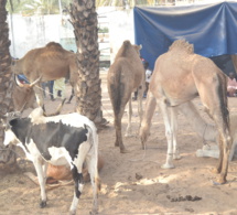 MAGAL TOUBA chez Serigne Cheikh Saliou.