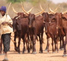 Macky Sall : «Les voleurs de bétail et leurs complices seront lourdement sanctionnés»
