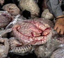 Le pangolin, une viande très appréciée au Gabon