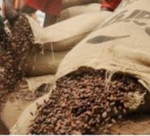 Côte d'Ivoire: grève des producteurs de cacao