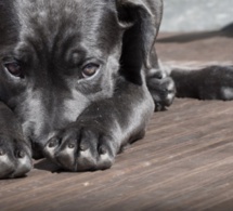 Nantes: une femme en garde-à-vue après avoir poignardé son chien