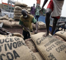 La chute des cours du cacao et ses conséquences sur les producteurs ivoiriens