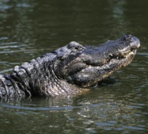 Un pasteur qui voulait montrer comment Jésus marchait sur l'eau s'est fait dévorer par trois crocodiles