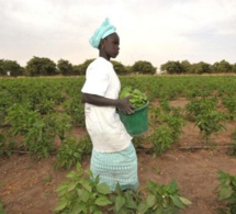 6% de croissance du PIB sur 3 années consécutives, une première pour le Sénégal ?