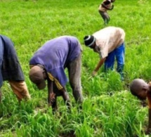 Financement: L’agriculture a reçu 156,6 milliards de FCfa en 2016