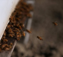 Incroyable mais vrai: Un voleur de voiture arrêté par des abeilles