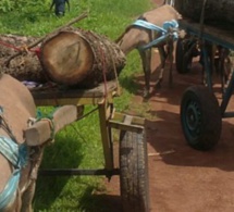 Coupe illégale de bois en Casamance: 44 charrettes, 9 ânes saisis et 5 délinquants arrêtés