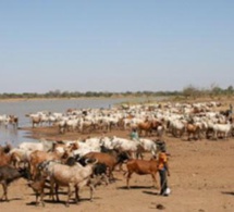 Sédhiou-Kolda: deux bergers en transhumance portés disparus