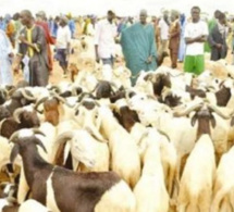 Kahone : Un camion fou tue un éleveur et ses moutons