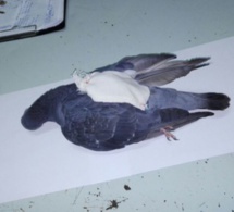 Argentine : Le pigeon qui transportait de la drogue dans les prisons, abattu