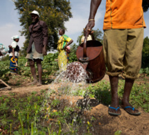 Performances et résultats du secteur agricole : Le financement sur ressources propres, s’élève à 150 milliards de FCfa