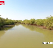 Top 5 des plus belles mangroves de Saint-Louis