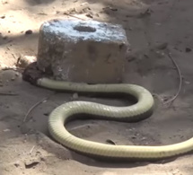 Thiès: Un serpent retrouvé dans le fourgon des prisonniers