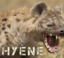 Une hyène hante le sommeil des habitants de Thiawlène, à Rufisque