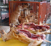 Violence et voie de fait : le Chinois tue son propre chien et se fait menacer et agresser par le vigile guinéen
