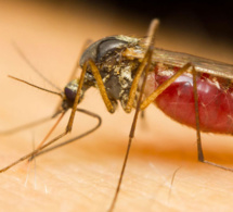 Pour dissuader un moustique de nous piquer, rien de mieux que d'essayer de l'écraser