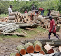 Coupe de bois en Casamance: vive tension entre les maires de Sindian et de Oulampane