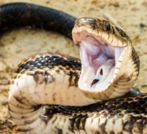 Niacoulrab : Un serpent cause la mort d’un jeune garçon