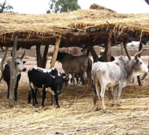 Mbacké: Un foirail attaqué par une bande de malfaiteurs