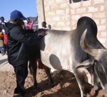 Gamou 2018 : Aziz Ndiaye convoie près de 300 bœufs à Tivaouane