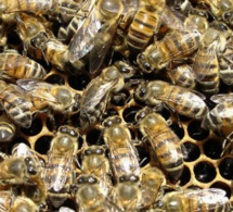 Diourbel – Des abeilles envahissent un village pour ensuite tuer…