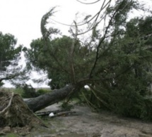 Kédougou: Un arbre s’affaisse et tue deux personnes sur le coup