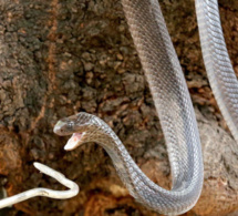 Mordu par un serpent, il se venge en le mordant à son tour avant de mourir