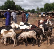 Tabaski 2019: Ziguinchor affiche un déficit de 17 000 têtes