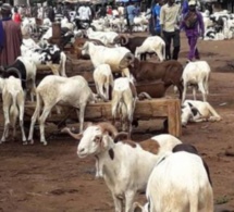 Marchés à bétail de Séwékhaye et Toubatoul, deux sites aux fortunes diverses