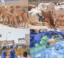 Inauguration de MASSALIKOUL DJINANE: Les Bërndés Gargantuesque « bœufs, chameaux, Mouton… »