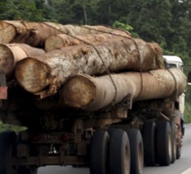 Trafic international de bois en Casamance : saisie de deux camions gambiens