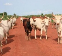 Louga: 4 personnes déférées au parquet après un affrontement entre bergers et agriculteurs