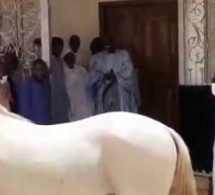 Cadeau de Serigne Mountakha Mbacké: Un Cheval Blanc comme « Adiya » à Serigne Moustapha Saliou