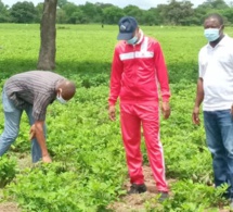 KOLDA / Travaux champêtres : Le ministre Moussa Baldé indique la direction.