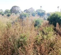 Urgent – Le cimetière de Soumbédioune prend feu ! Voici les images…