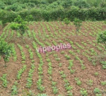 Agriculture : « Les chasseurs de terres fertiles », un danger pour l’agriculture paysanne sénégalaise Par Serigne Mor Gaye