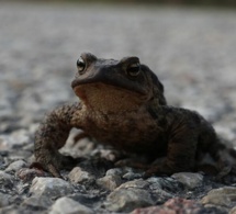 Une route départementale française fermée pour trois mois afin de sauver les amphibiens