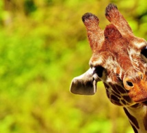 Le phénomène des girafes naines repérées en Afrique expliqué - images