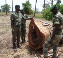 Tambacounda: la gendarmerie saisit 350 troncs d'arbres