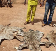 Kédougou: 6 mois pour les deux braconniers condamnés pour trafic faunique