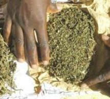 Trafic de drogue à Mbour: Un cultivateur tombe avec 5 kg de chanvre indien