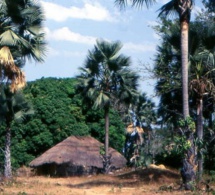 Parc de la Basse Casamance : le processus de réouverture enclenché pour 700 millions f CFA