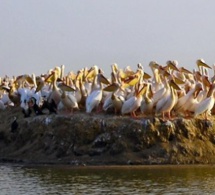 Cadre mondial pour la biodiversité : Le Sénégal plaide pour «une harmonie avec la nature»