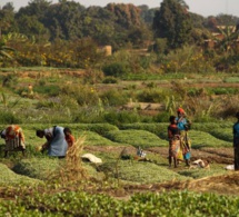 Productions agricoles efficaces et en garantissant le respect de l’environnement : Un rapport mondial explique la capacité transformatrice de l'agroécologie au Kenya, en Ouganda et au Sénégal