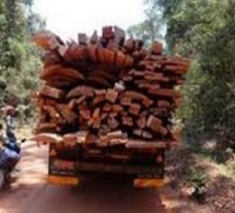 Casamance : Un trafiquant tué par balle, 19 charrettes et des animaux immobilisés